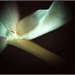 archive_2439